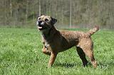 BORDER TERRIER 071